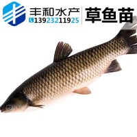 基地直銷 草魚(yú)苗鯇魚(yú)苗 淡水草魚(yú)苗批發(fā) 規(guī)格齊全 量大從優(yōu)