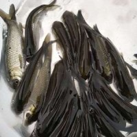 【基地直銷】草魚(yú)苗 鯇魚(yú)苗 長(zhǎng)江草魚(yú)苗 淡水魚(yú)苗批發(fā) 規(guī)格齊全