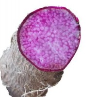 淮山產地批發(fā)【紫玉淮山種塊】 發(fā)芽率高 畝產高 送種植視頻