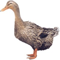 鵝苗批發(fā) 四川白鵝苗 鵝苗供應 鵝苗價格 大白鵝苗 鵝苗供應 鵝苗價格 大白鵝苗