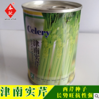 威爾種子批發 文圖拉西芹種子 津南實芹 亞力士芹菜種子 基地用種