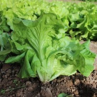 供應(yīng)新鮮生菜 天然種養(yǎng) 生菜 綠色食品 批發(fā)價格優(yōu)惠