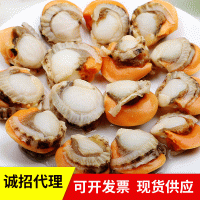 凍貨冷凍扇貝肉營養(yǎng)供應(yīng)海鮮批發(fā)水產(chǎn)扇貝冷凍扇貝肉