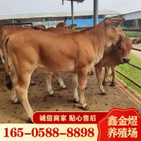 黃牛肉牛犢改良 肉牛價格怎么樣 養殖批發牛苗 肉?；钆? onmouseover=