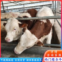 訂購肉牛改良牛 西門塔爾牛犢 夏洛萊牛苗價格 西門塔爾牛養(yǎng)殖場