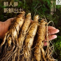人參長白山人參鮮人參鮮人參泡酒煲湯山參現(xiàn)挖帶土鮮參整支直發(fā)