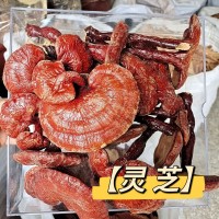 云南深山靈芝干貨 長(zhǎng)白山250g袋裝 竹靈芝批發(fā)小紅紫 椴木赤靈芝