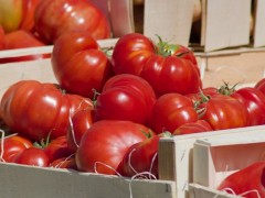 大棚種植西紅柿，如何管控病蟲害問題？