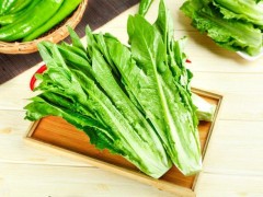 種植油麥菜的最佳時(shí)間！選對(duì)種植時(shí)間，油麥菜才能高產(chǎn)！