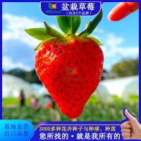 源頭工廠盆栽草莓種子草籽四季通用新鮮紅果白果奶油批發