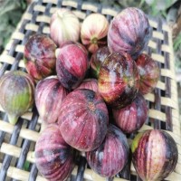 紅奧芬無花果樹苗1-2年苗 大青皮苗新地育苗 澤雨農業