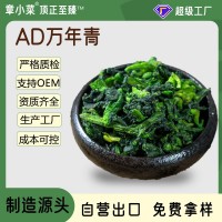 新凈重5g萬(wàn)年青菜干脫水蔬菜橄欖菜干菜脫水菜心油菜干