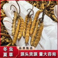 西藏冬蟲夏草高海拔那曲蟲草傳統滋補品干貨批發代發誠招代理